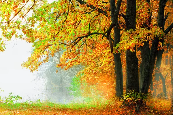 Misty morning in the forest — Stock Photo, Image