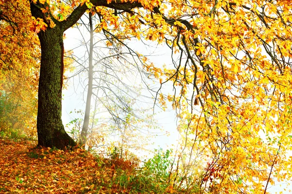 Misty morning in the forest — Stock Photo, Image