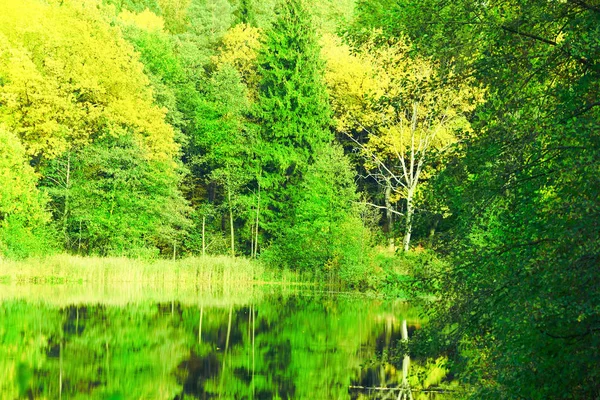 Der Wald am Teich — Stockfoto