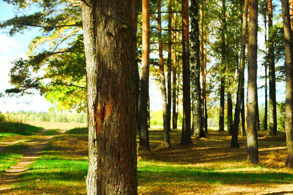 Floresta de pinheiros no parque — Fotografia de Stock