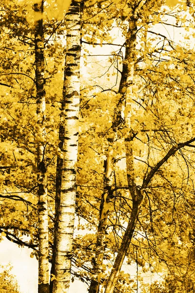 El bosque en el estanque — Foto de Stock