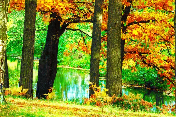 The forest at the pond — Stock Photo, Image