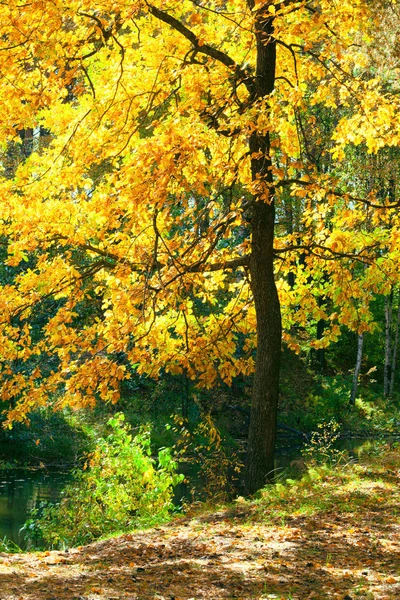 Der Wald am Teich — Stockfoto