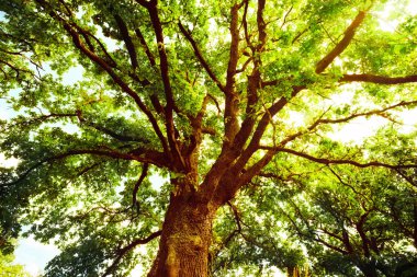 sabah güneş ışığında meşe