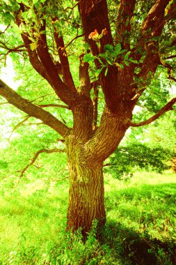 sabah güneş ışığında meşe