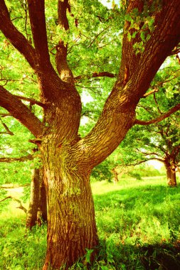 sabah güneş ışığında meşe