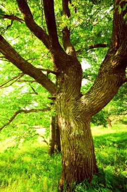 sabah güneş ışığında meşe