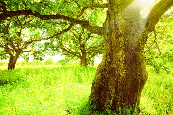 Carvalho à luz do sol pela manhã — Fotografia de Stock