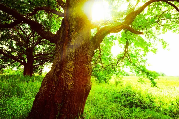 Carvalho à luz do sol pela manhã — Fotografia de Stock