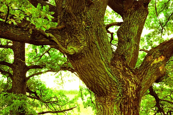 Estate nella foresta di querce soleggiate — Foto Stock