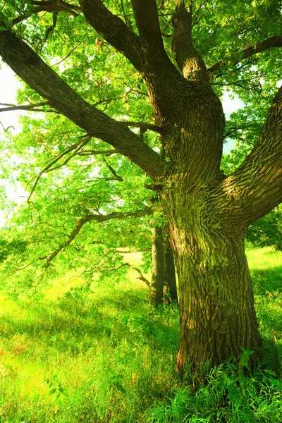 Yaz aylarında güneşli meşe ormanı