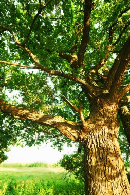 Yaz aylarında güneşli meşe ormanı