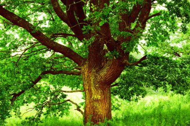 sabah güneş ışığında meşe