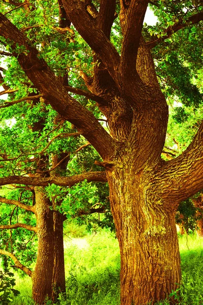 sabah güneş ışığında meşe