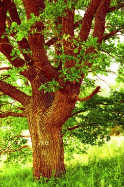 sabah güneş ışığında meşe