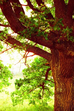 sabah güneş ışığında meşe