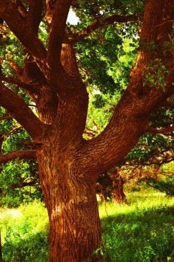sabah güneş ışığında meşe