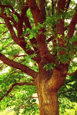sabah güneş ışığında meşe