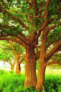 sabah güneş ışığında meşe