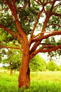 sabah güneş ışığında meşe
