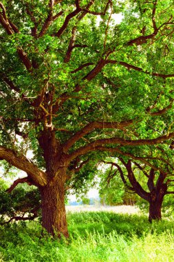 sabah güneş ışığında meşe