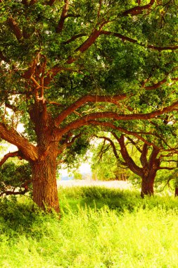 sabah güneş ışığında meşe