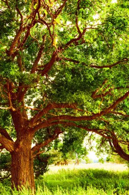 sabah güneş ışığında meşe