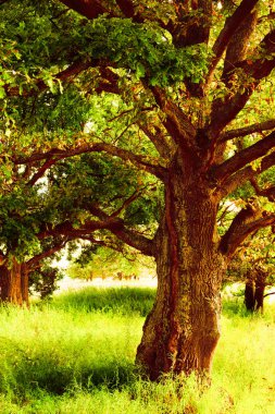 sabah güneş ışığında meşe