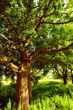 sabah güneş ışığında meşe