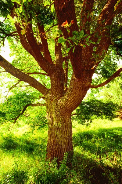 Quercia alla luce del sole al mattino — Foto Stock