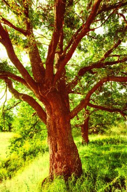 sabah güneş ışığında meşe