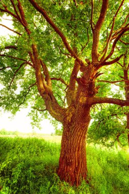 sabah güneş ışığında meşe