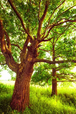 sabah güneş ışığında meşe