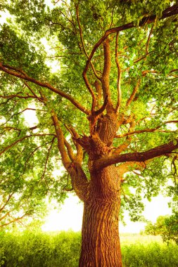 sabah güneş ışığında meşe
