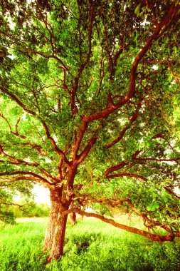 sabah güneş ışığında meşe