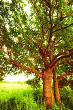 sabah güneş ışığında meşe