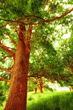 sabah güneş ışığında meşe