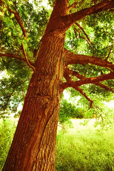 sabah güneş ışığında meşe