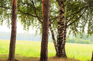  Orman Gölü kıyısında