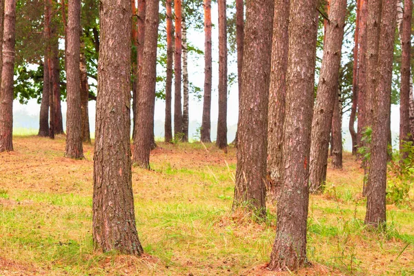 Wald am Ufer des Sees — Stockfoto