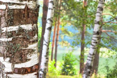  Orman Gölü kıyısında