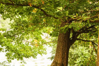  Orman Gölü kıyısında