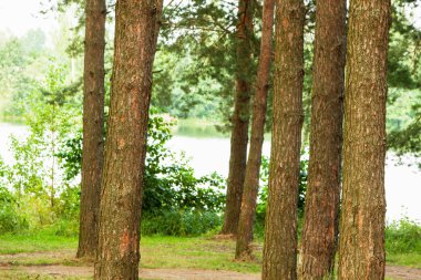  Orman Gölü kıyısında