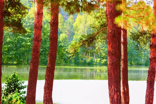 Forest on the shore of lake — Stock Photo, Image