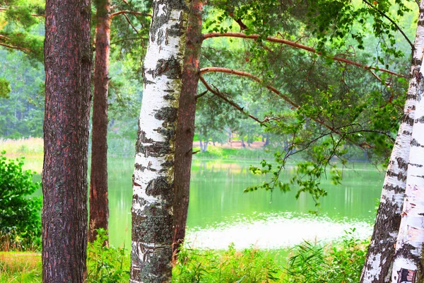 Forest on the shore of lake — Stock Photo, Image