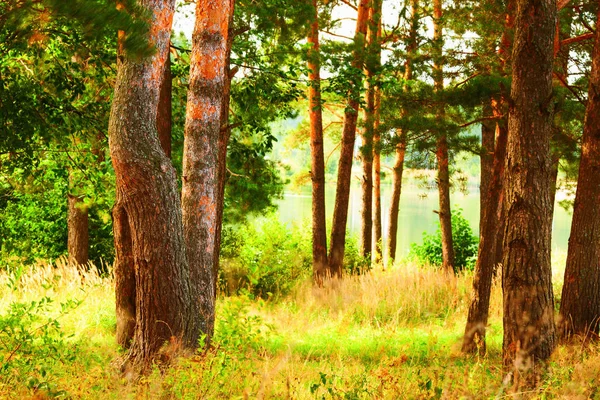 Floresta na margem do lago — Fotografia de Stock