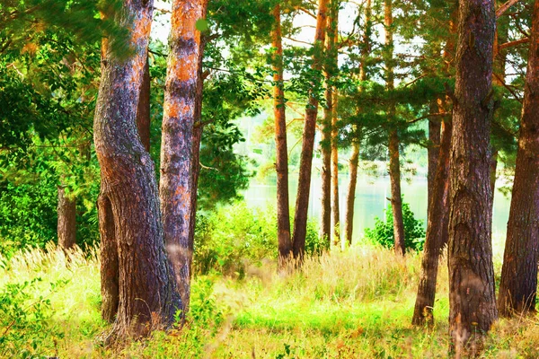 Floresta na margem do lago — Fotografia de Stock