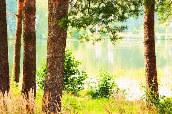 Floresta na margem do lago — Fotografia de Stock