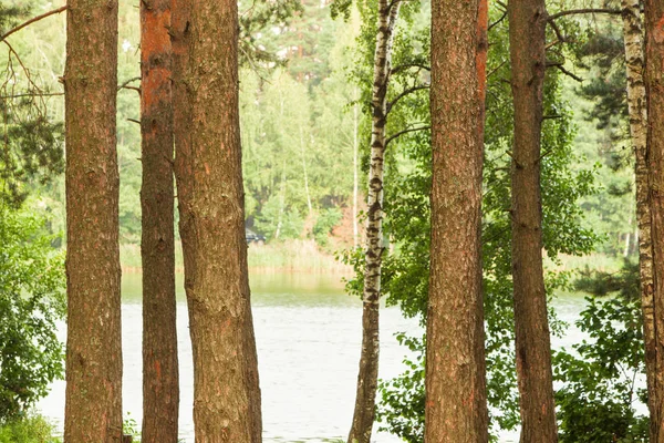 Lesie nad brzegiem jeziora — Zdjęcie stockowe