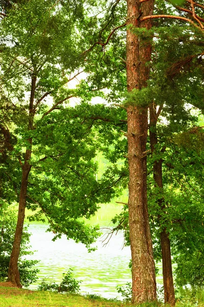 Floresta na margem do lago — Fotografia de Stock